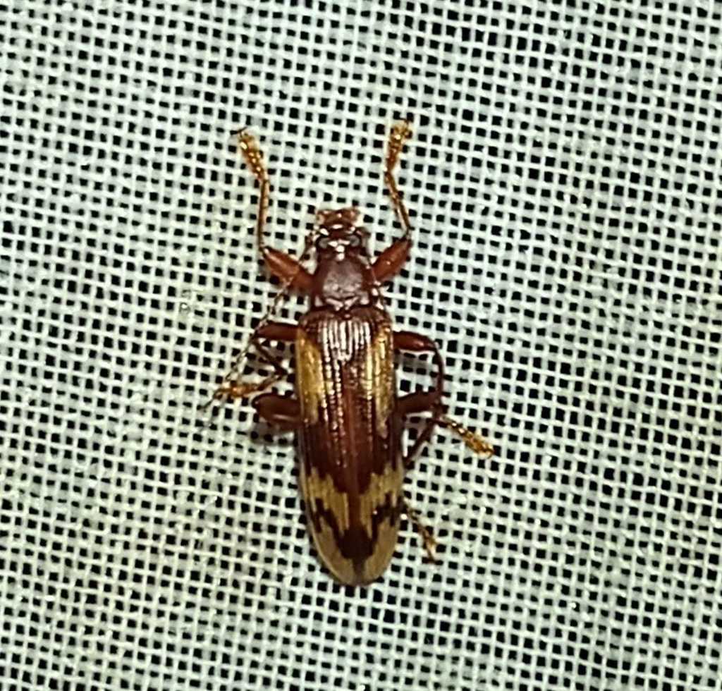 Charisius