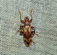 Charisius granulatus