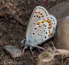 Plebejus melissa
