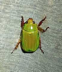 Chrysina antonkozlovi