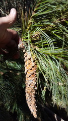 Pinus ayacahuite