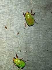 Chrysina antonkozlovi