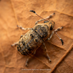 Phloeobius