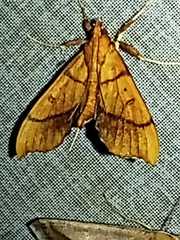 Anarmodia