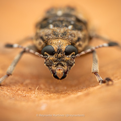 Phloeobius