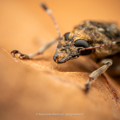 Phloeobius