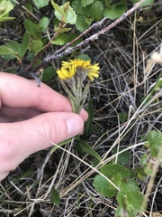 Tephroseris yukonensis