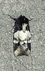 Bryolymnia poasia