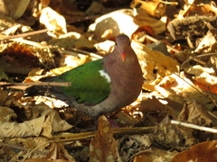 Chalcophaps longirostris