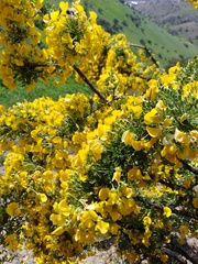 Adesmia confusa