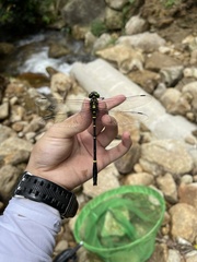 Chlorogomphus sachiyoae