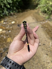 Chlorogomphus sachiyoae