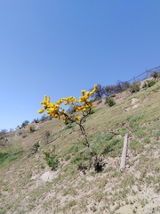Adesmia confusa