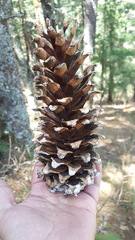 Pinus ayacahuite