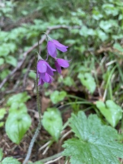 Primula matthioli sachalinensis
