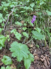 Primula matthioli sachalinensis