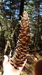 Pinus ayacahuite
