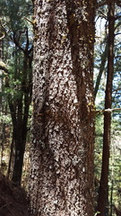 Pinus ayacahuite