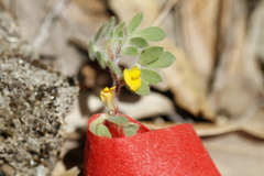 Acmispon wrangelianus