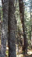 Pinus ayacahuite