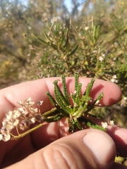Ceanothus papillosus