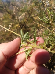 Ceanothus papillosus