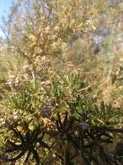 Ceanothus papillosus