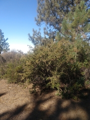 Ceanothus papillosus