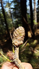 Pinus ayacahuite