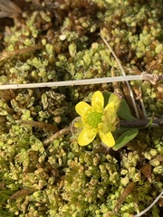Ranunculus pygmaeus