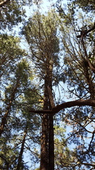 Pinus ayacahuite