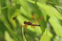Perithemis tenera
