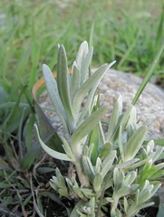 Cladochaeta candidissima