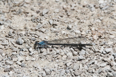 Argia