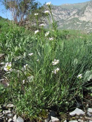 Cardamine uliginosa