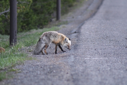 Red Fox photographed in Wyoming