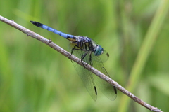 Pachydiplax longipennis