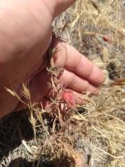 Contarinia zauschneriae