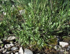 Cardamine uliginosa