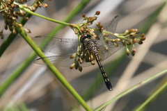 Pachydiplax longipennis