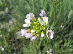 Cardamine uliginosa