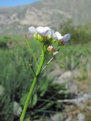 Cardamine uliginosa