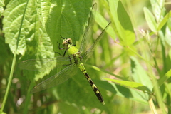 Erythemis simplicicollis