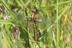 Libellula incesta