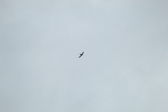 Streptoprocne zonaris