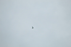 Streptoprocne zonaris