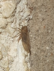 Pareuidella