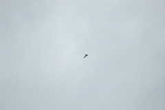 Streptoprocne zonaris