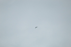 Streptoprocne zonaris