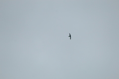 Streptoprocne zonaris